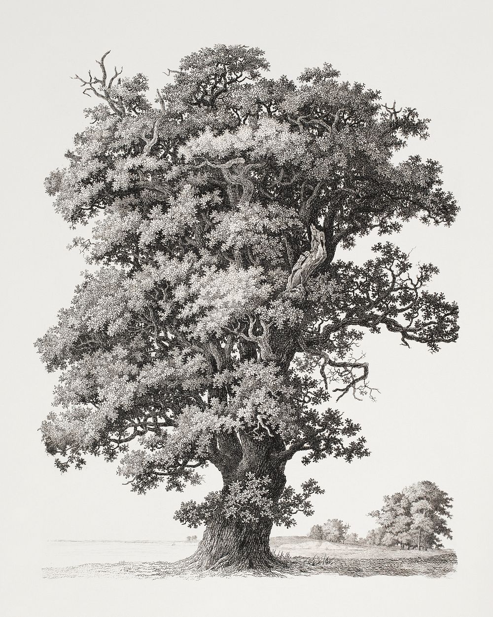 oak tree black and white drawing