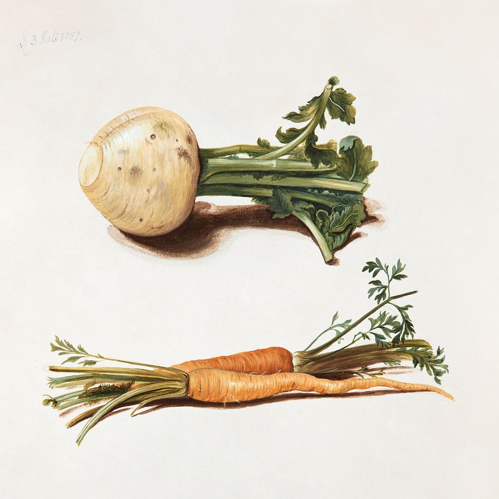 Study of turnips and carrots (1751) vegetable illustration by Johanna Fosie. Original public domain image from The Statens…