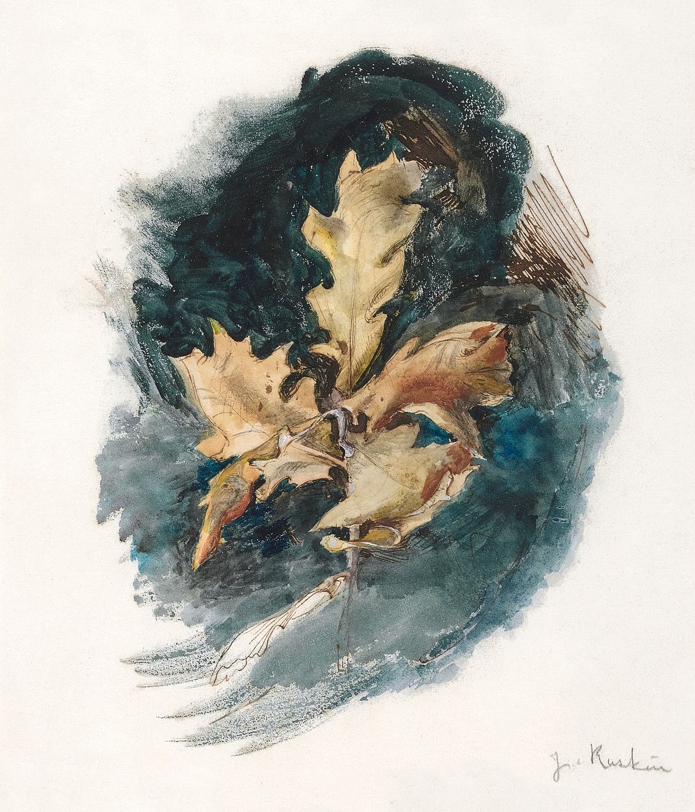 Study of an Oak Leaf (1819&ndash;1900) illustration by John Ruskin. Original public domain image from Yale Center for…