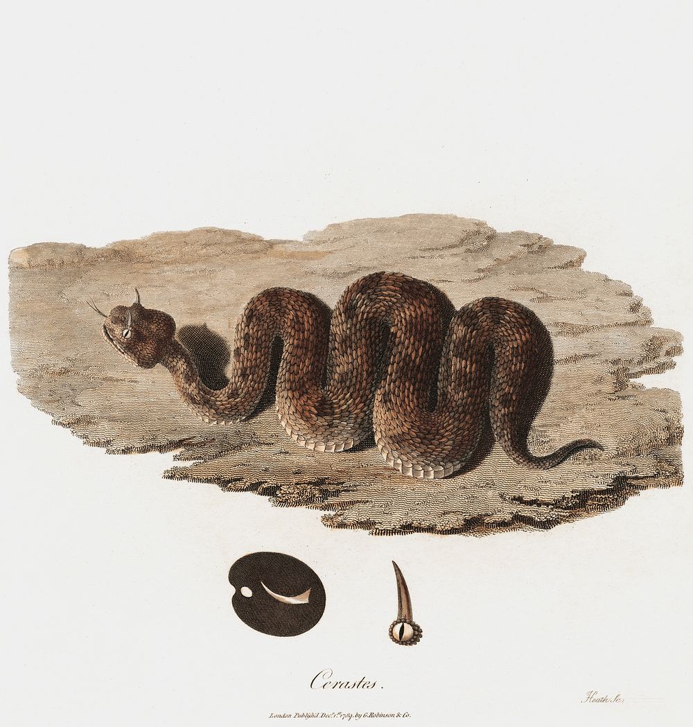 Cerastes (1789) snake illustration by James Heath. Original public domain image from Yale Center for British Art. Digitally…