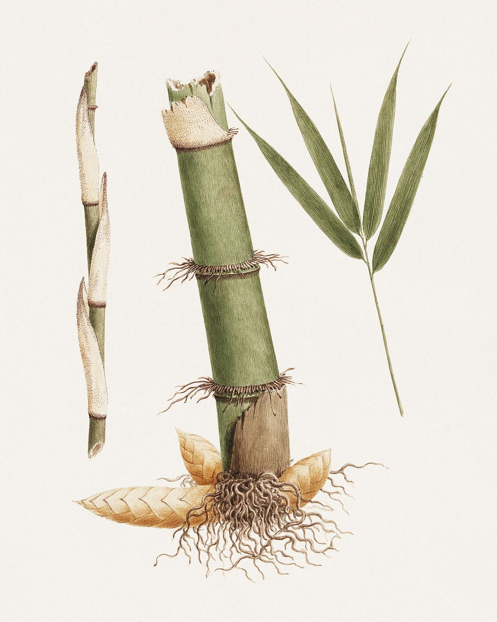 Arundinaria alpina K. Schum. (African Bamboo): finished drawing of sections of stem and of shoot with leaves…
