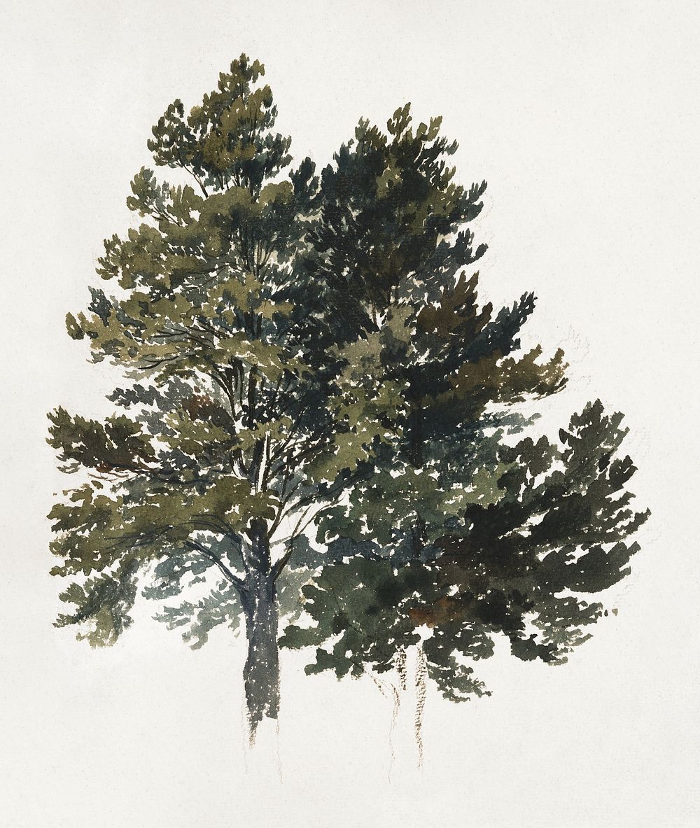 Study of a treetop (1880&ndash;1883) watercolor by Friedrich Carl von Scheidlin. Original public domain image from Web…