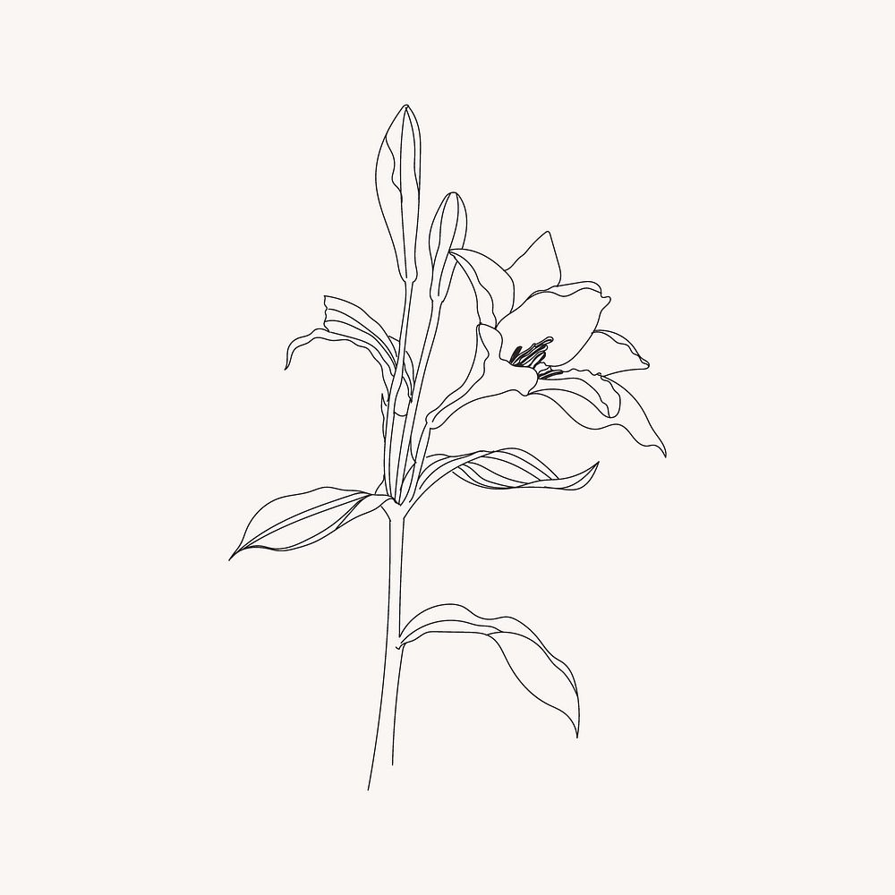 Lily flower line art vector