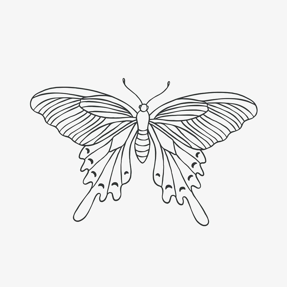 Beautiful butterfly illustration 