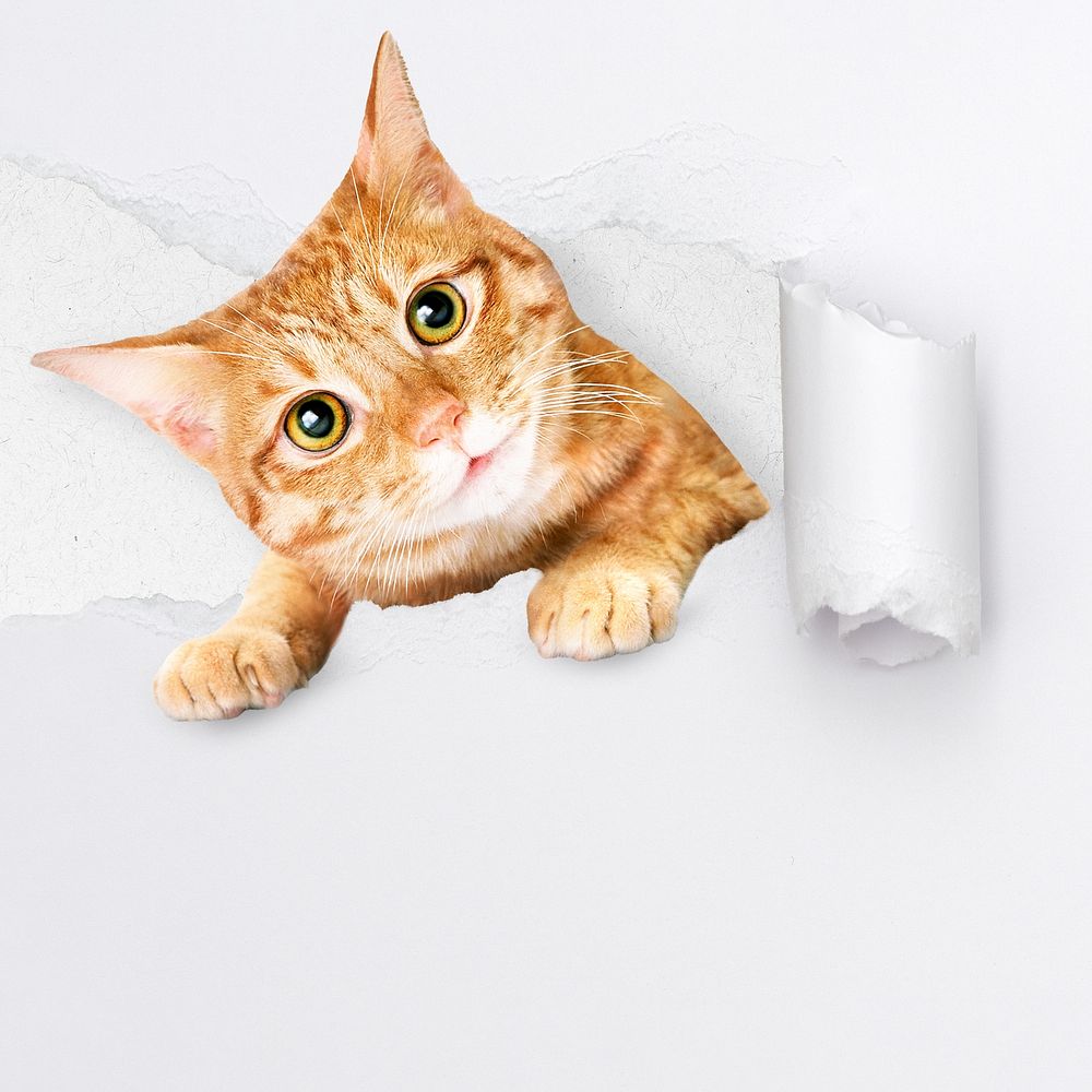 Cute ginger cat background, torn paper