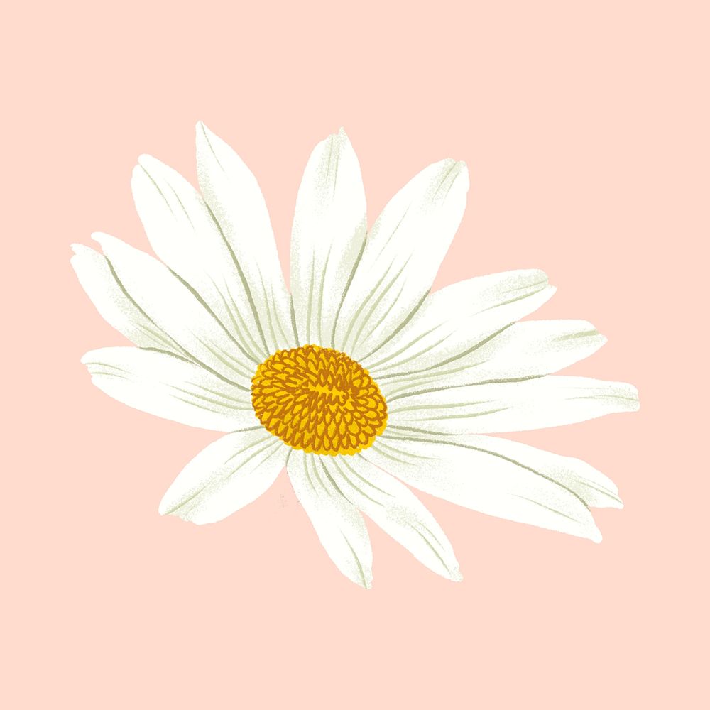 White flower, aesthetic illustration