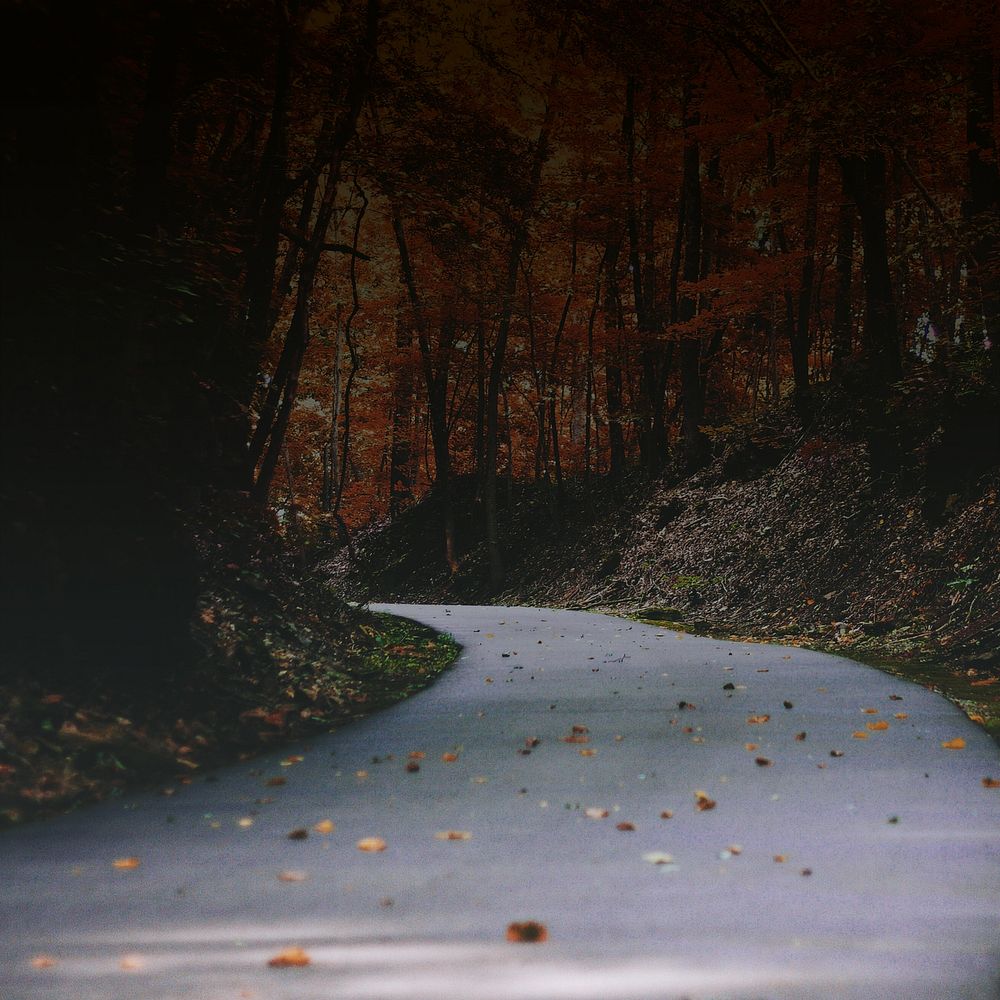 Dark maple forest background, Autumn aesthetic