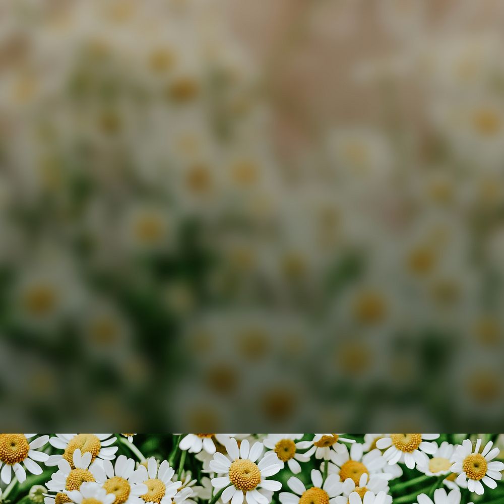 White daisy flower background