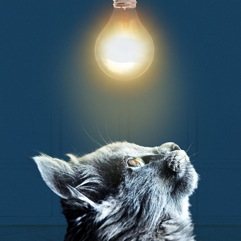 Black cat border background, light bulb image