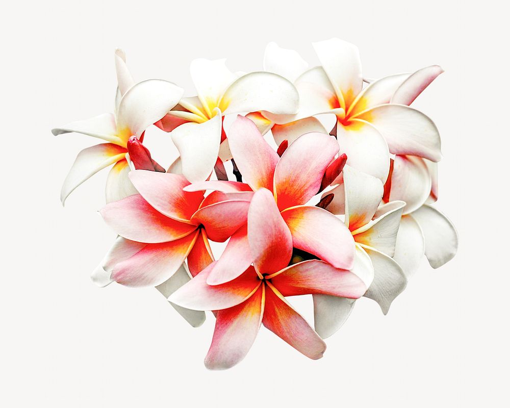 Blooming beautiful natural tropical flower isolated image