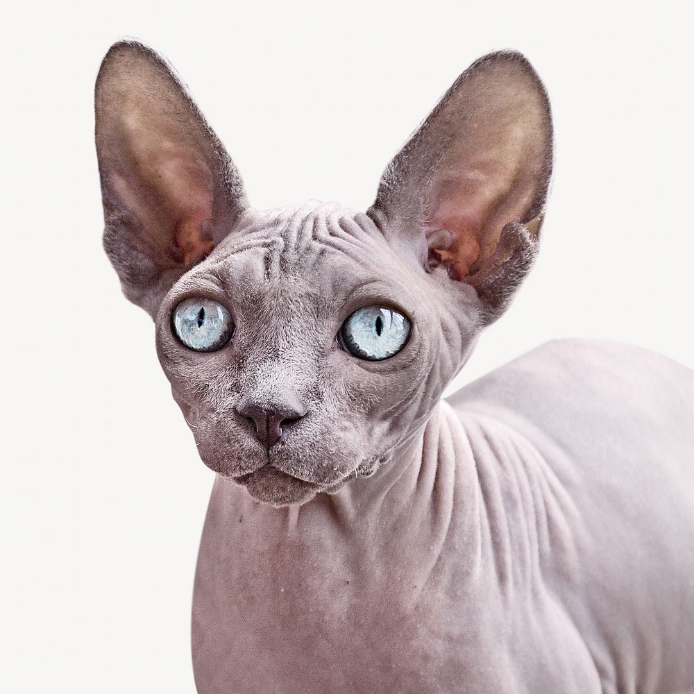 Sphynx cat, isolated design