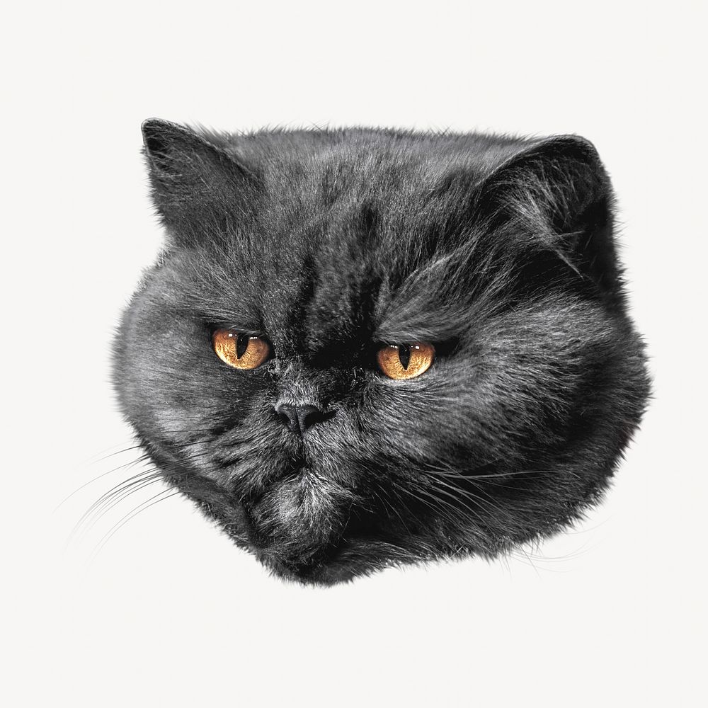 Grumpy cat, isolated design