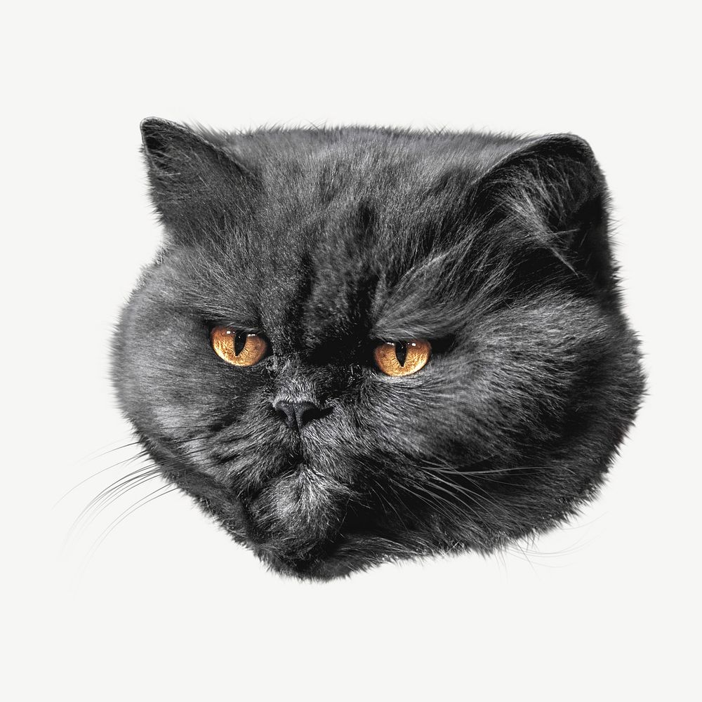 Grumpy cat psd, isolated design