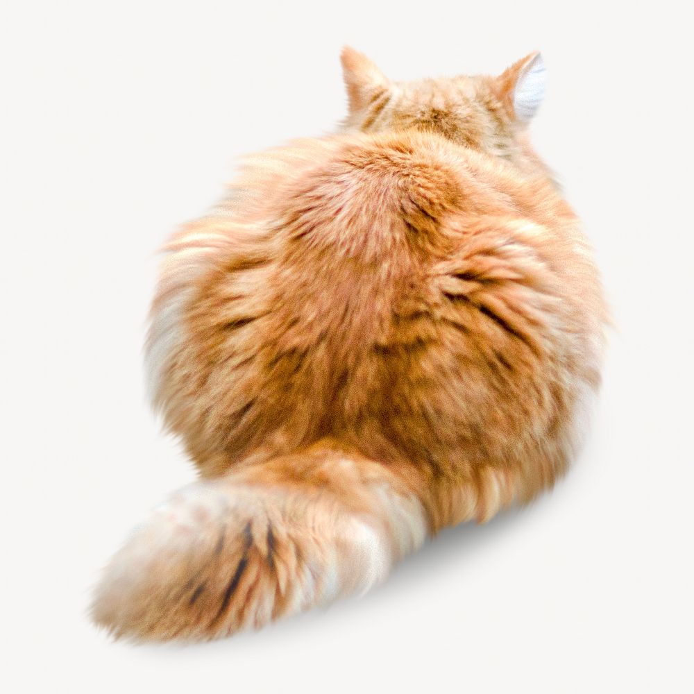 Persian longhair cat image element.