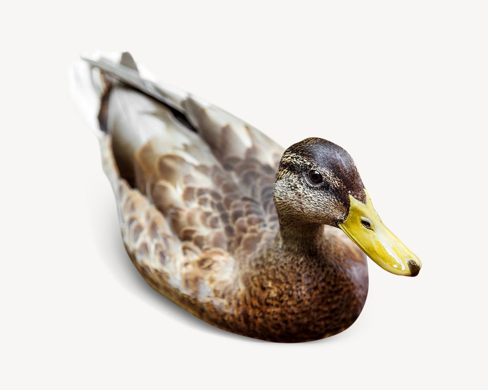 Swimming duck animal isolated image