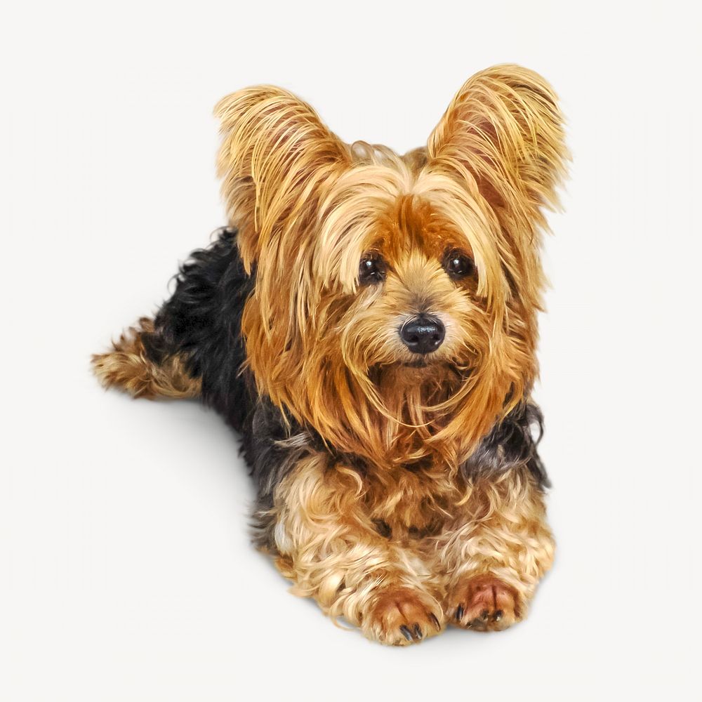 Adorable yorkshire terrier lapdog isolated image