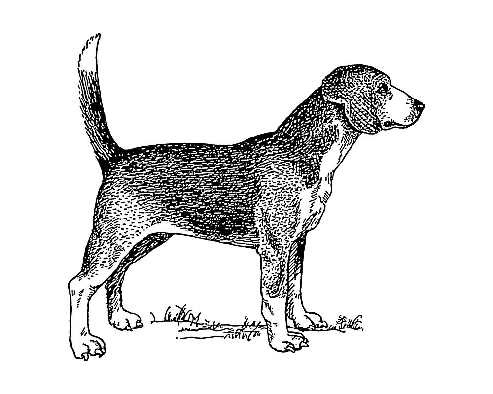 Line art drawing of a beagle.