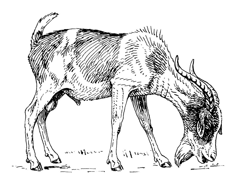 Line art drawing of a goat.