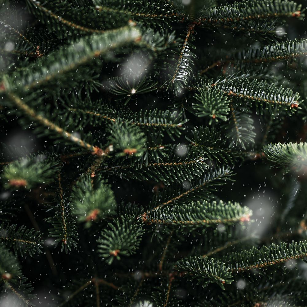 Green winter pine tree background