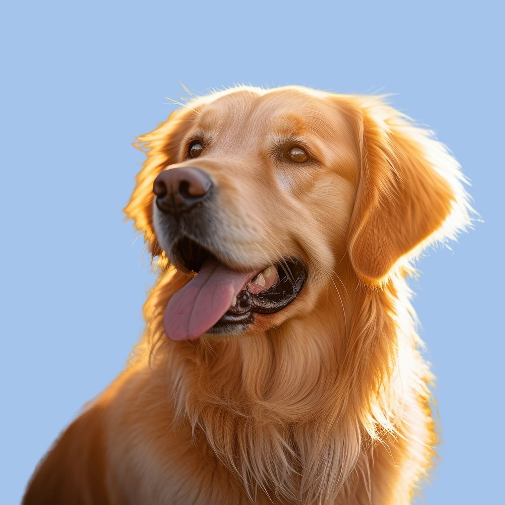 Animal mammal dog pet. AI generated Image by rawpixel.