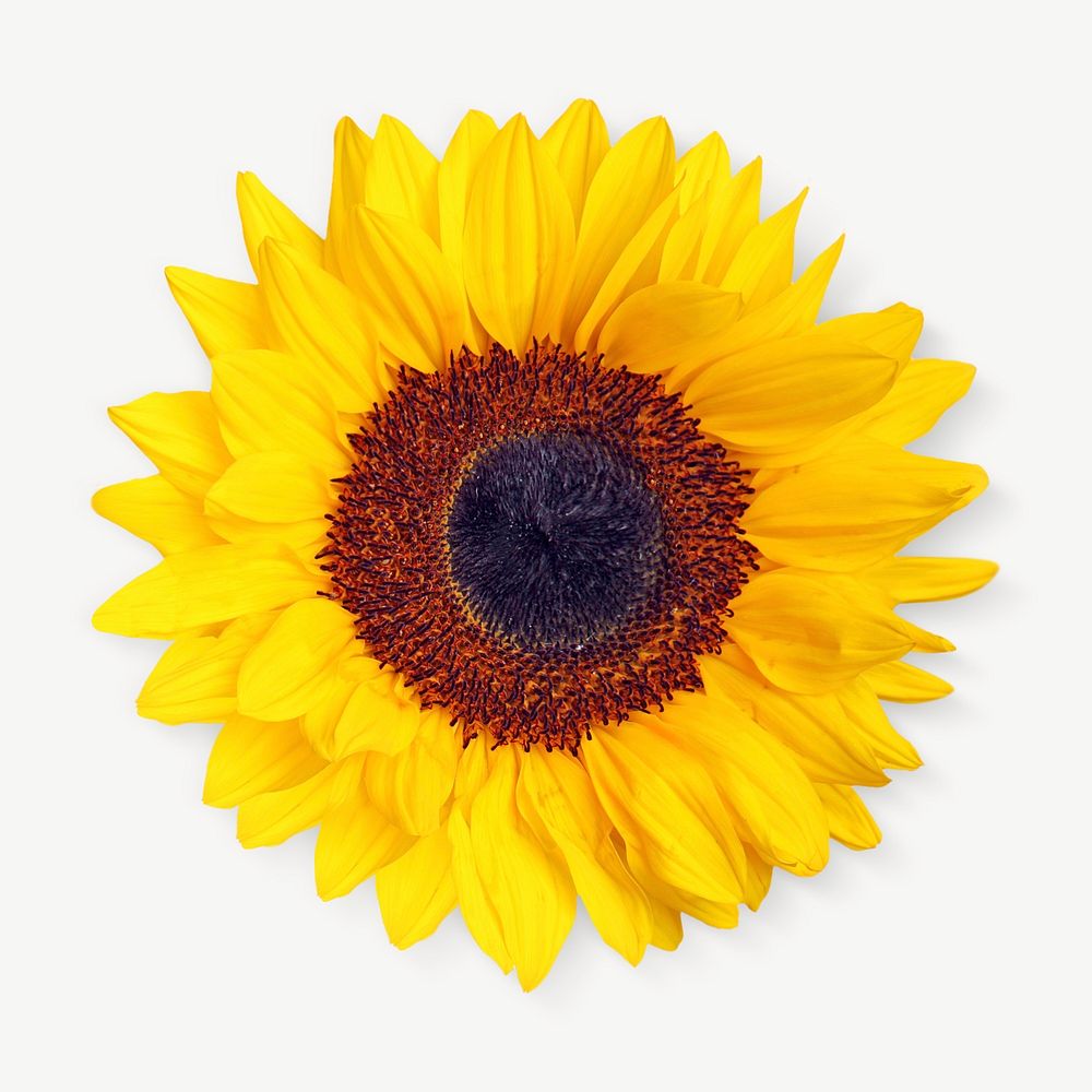Sunflower yellow summer floral psd