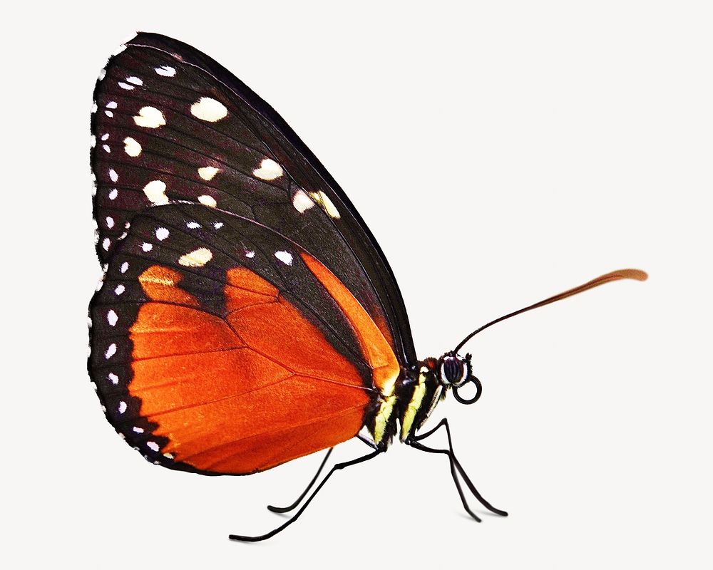 Orange butterfly, isolated design