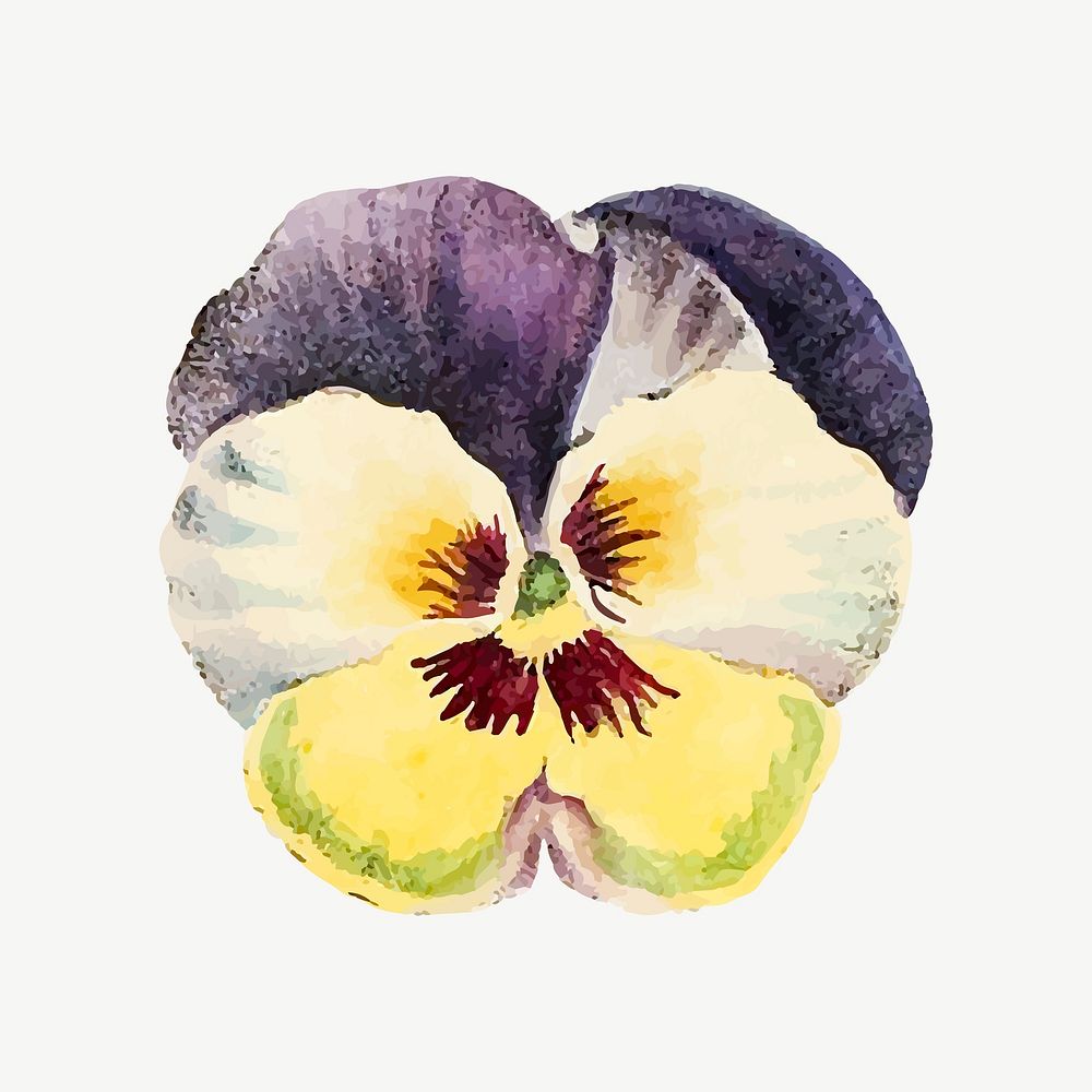 Pansy flower illustration psd