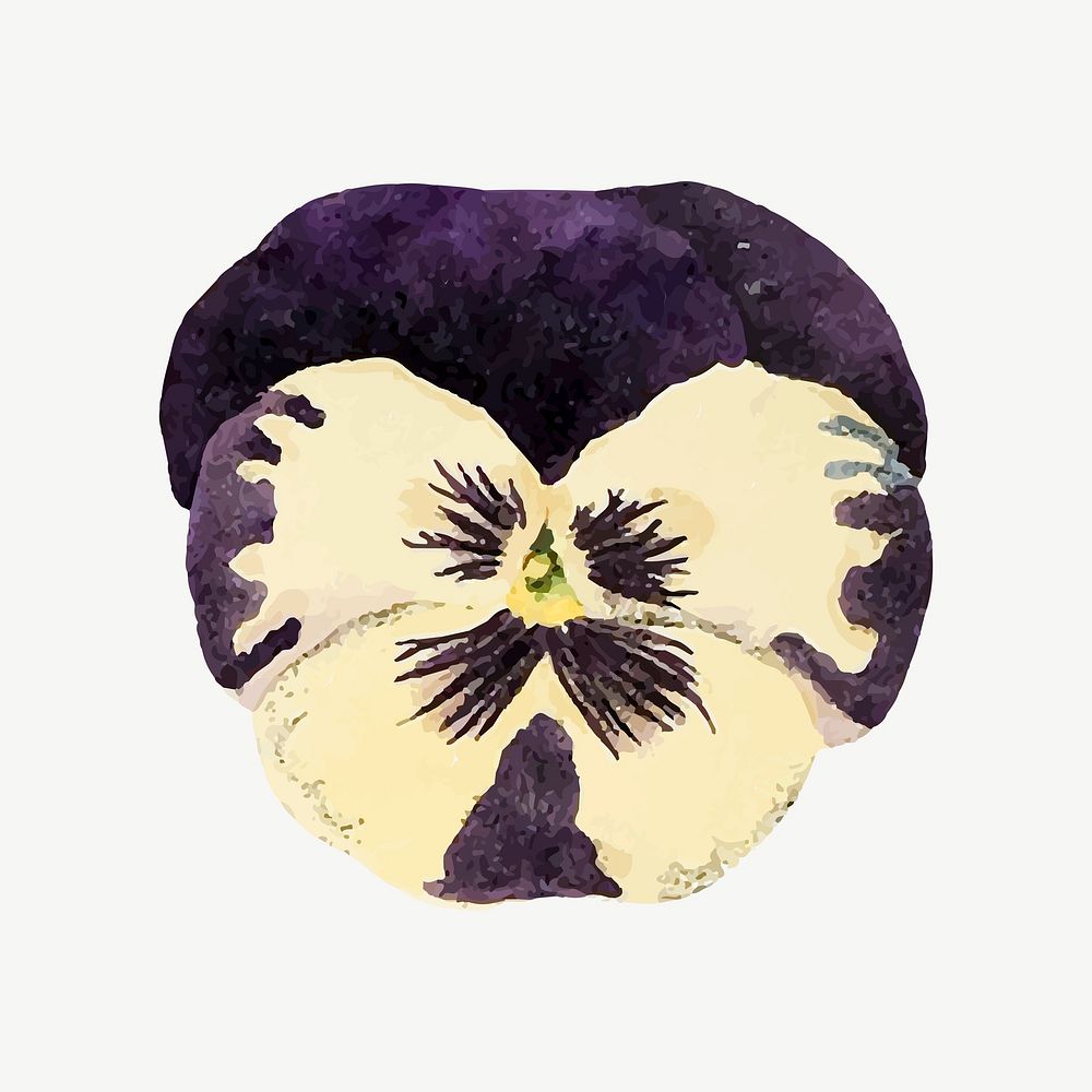 Pansy flower illustration psd