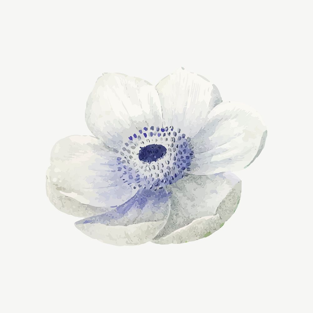 White anemone flower illustration psd