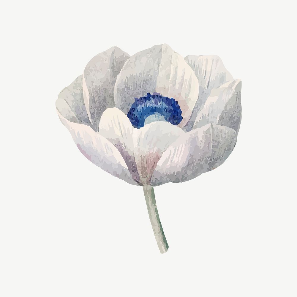 White anemone flower illustration psd
