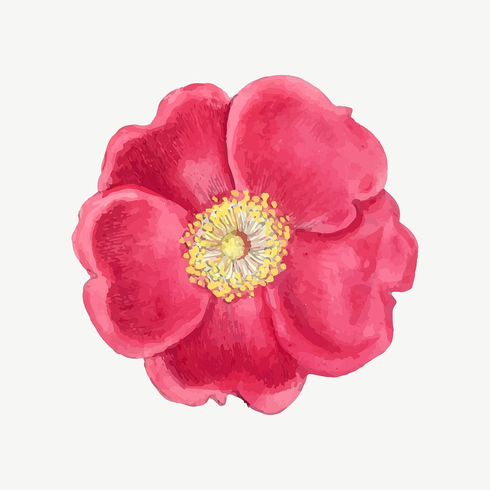 Red camellia flower collage element psd