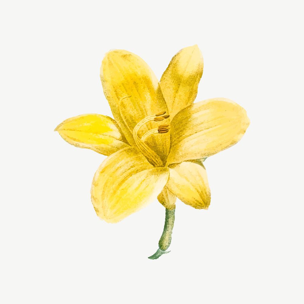 Yellow lilium parryi flower illustration psd