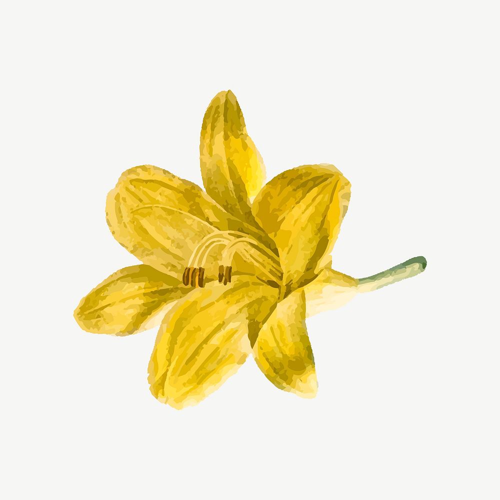 Yellow lilium parryi flower illustration psd