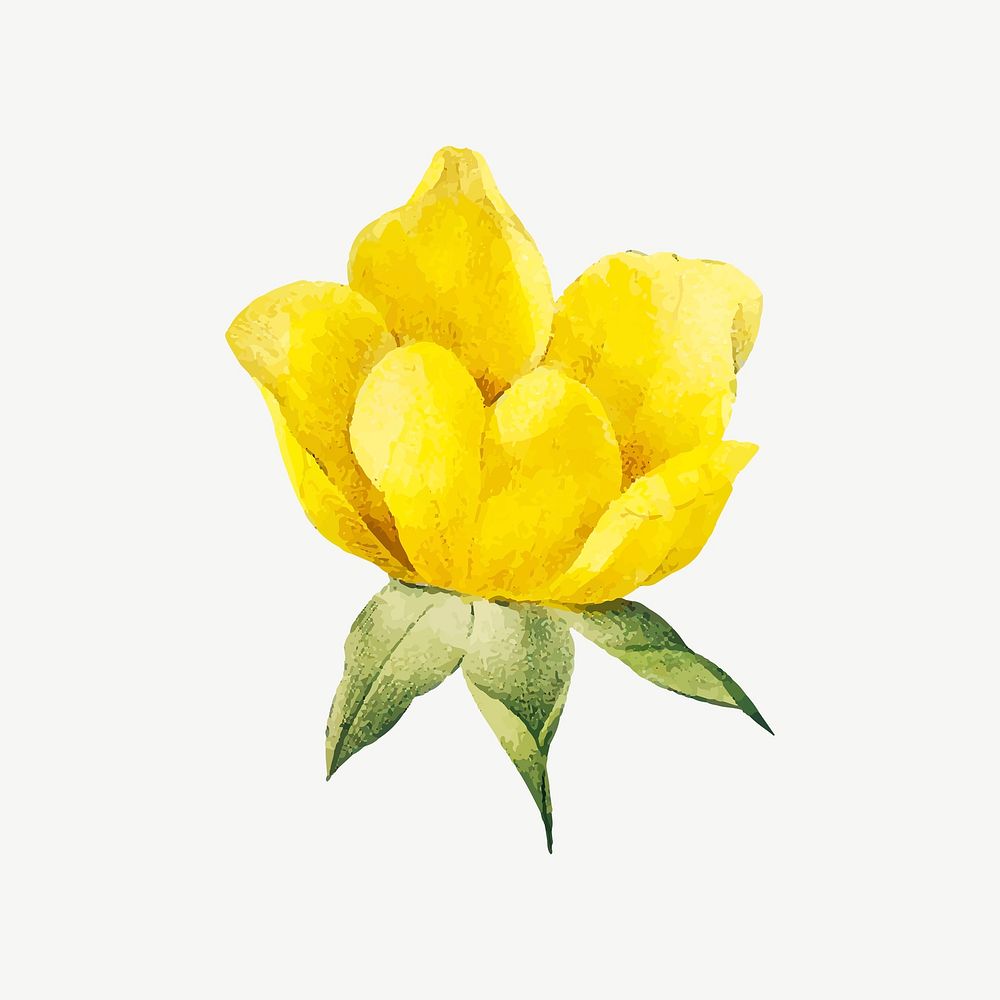 Yellow flower illustration psd
