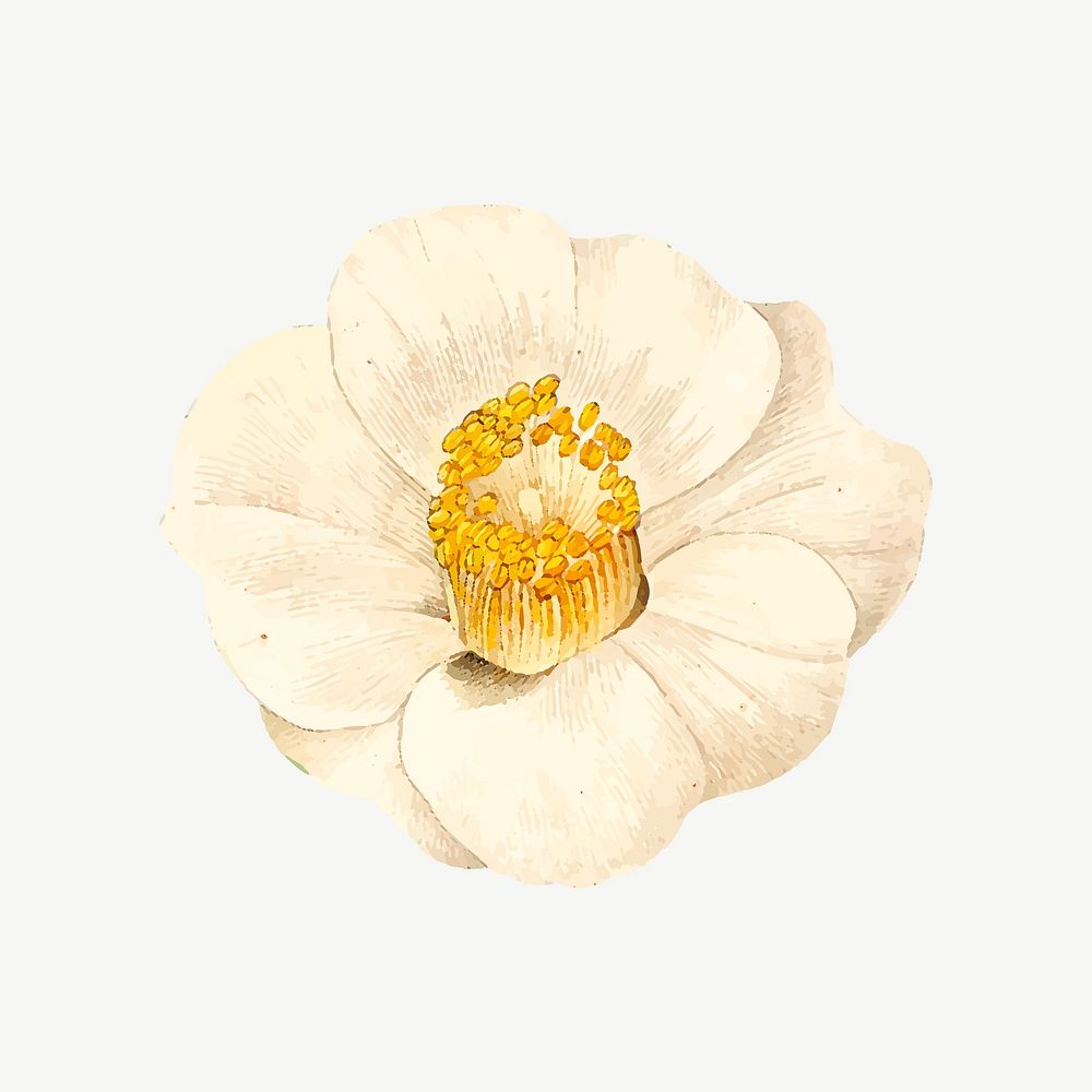 White camellia japonica flower illustration psd