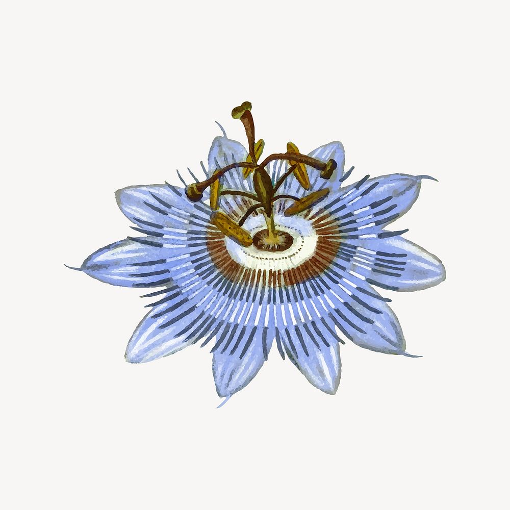 Flower illustration, aesthetic element vector