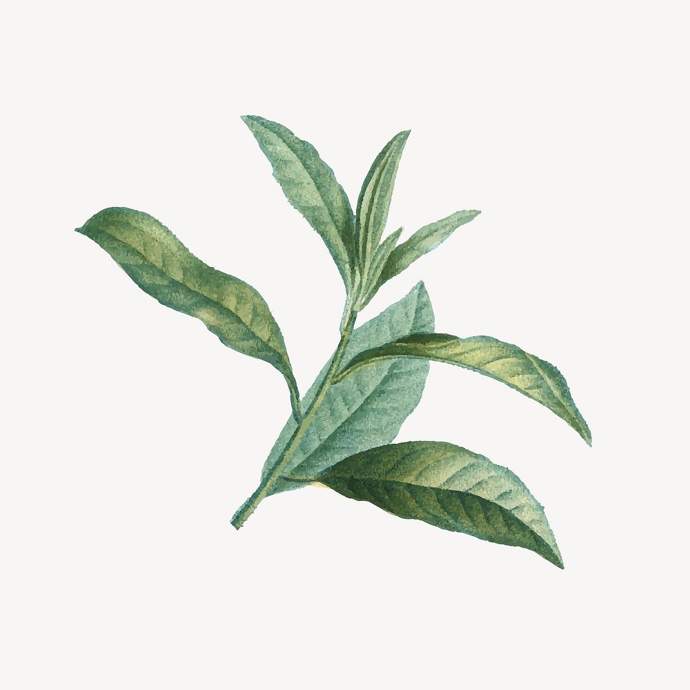 Leaf illustration, aesthetic element vector