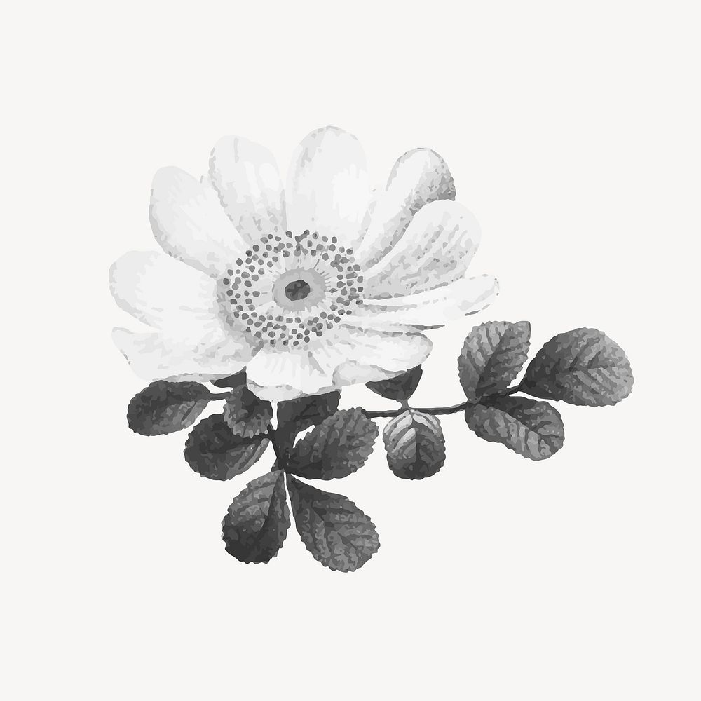 Flower illustration, aesthetic element vector