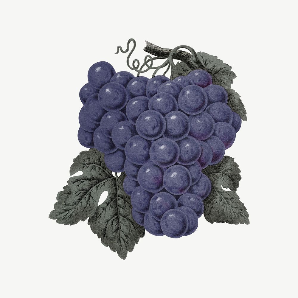 Purple grape fruit, vintage illustration psd