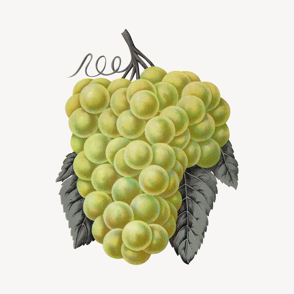Green grape fruit, vintage illustration  psd