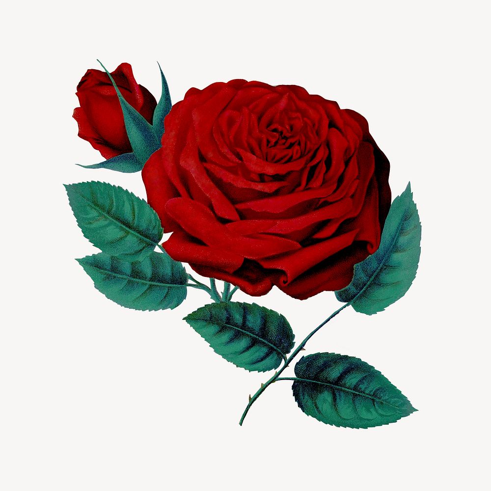 Red rose flower, vintage illustration psd