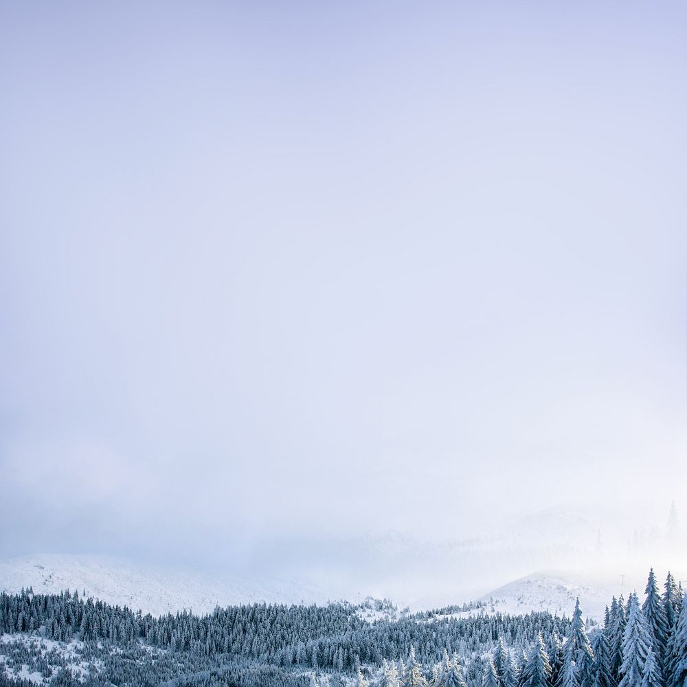 Winter forest sky background, nature photo