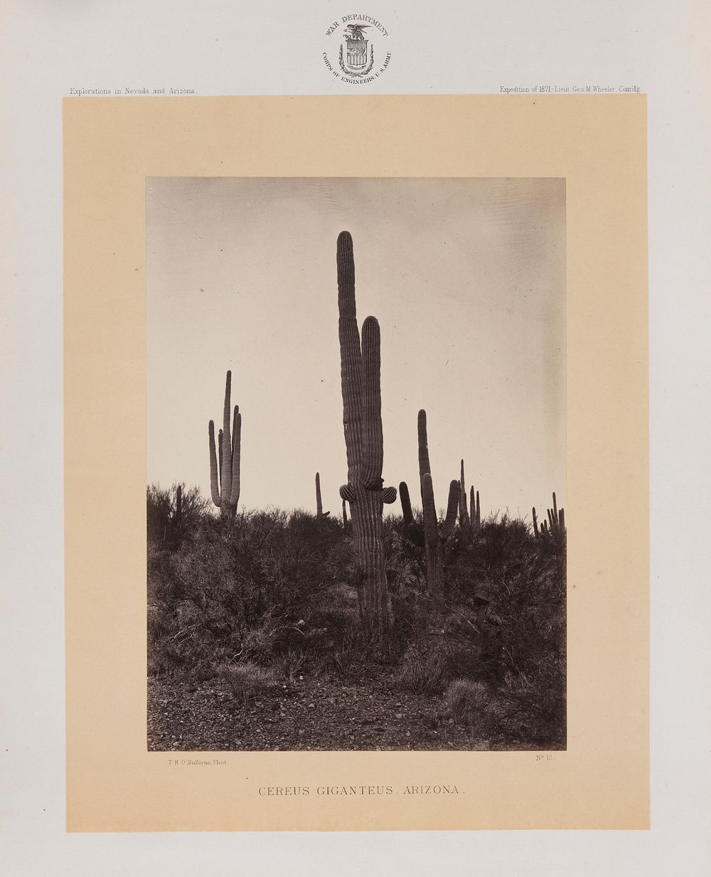 Coreus Giganteus, Arizona by Timothy H O Sullivan