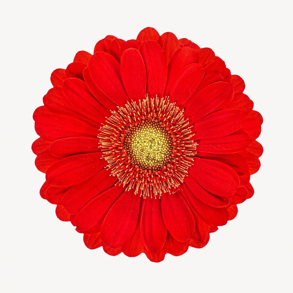 Bright red daisy flower white background