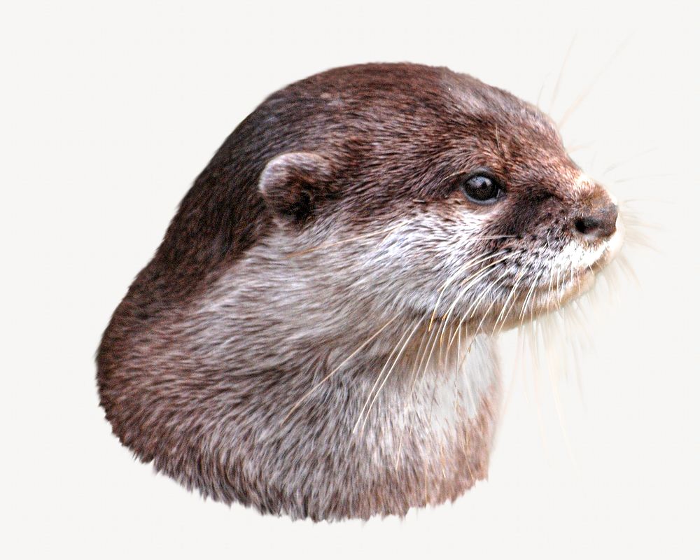 Otter image element.
