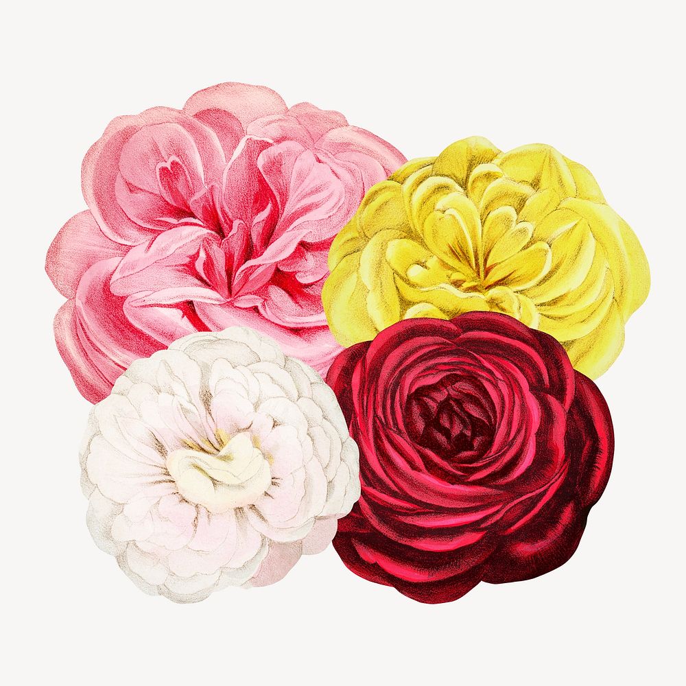 Colorful rose flowers, vintage botanical illustration by François-Frédéric Grobon. Remixed by rawpixel.