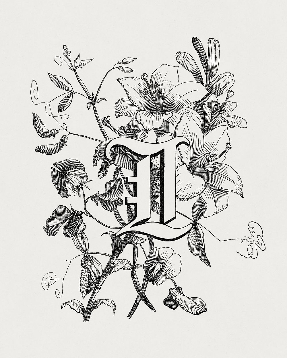 Letter chromolithograph, vintage English alphabet & botanical illustration by Fran&ccedil;ois-Fr&eacute;d&eacute;ric Grobon.…