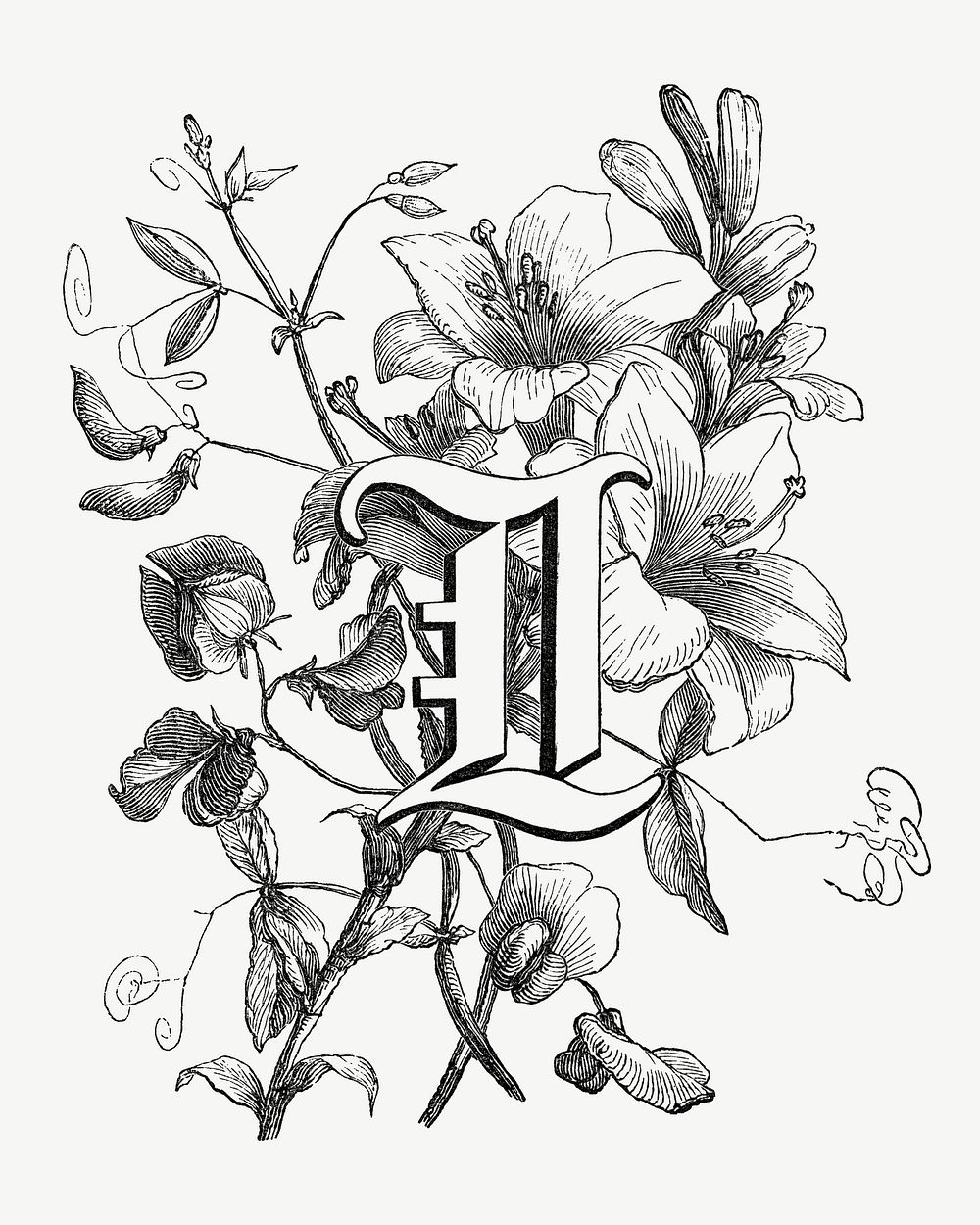 L capital letter, botanical English alphabet psd by Fran&ccedil;ois-Fr&eacute;d&eacute;ric Grobon. Remixed by rawpixel.
