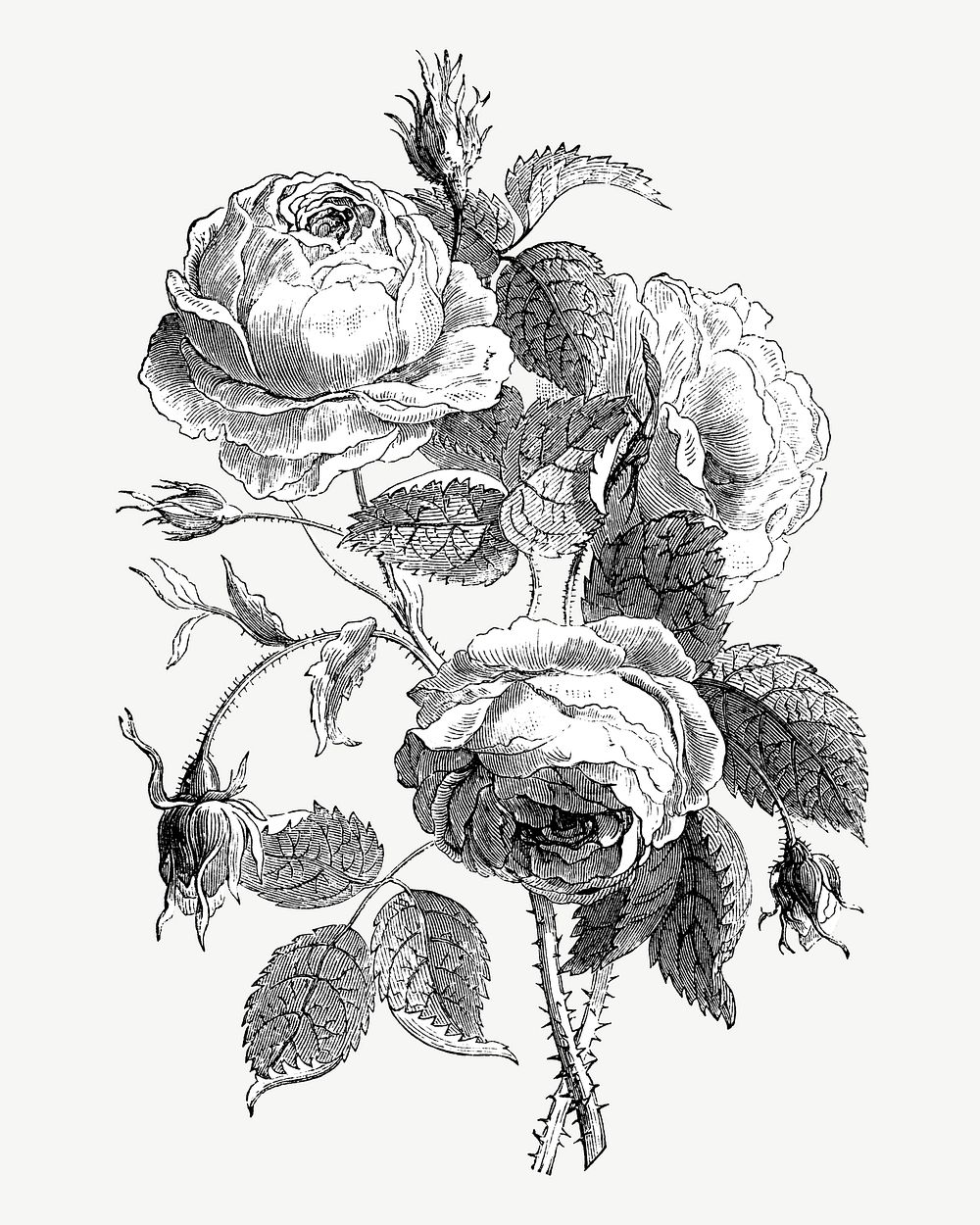 Vintage rose branches, flower collage | Premium PSD - rawpixel