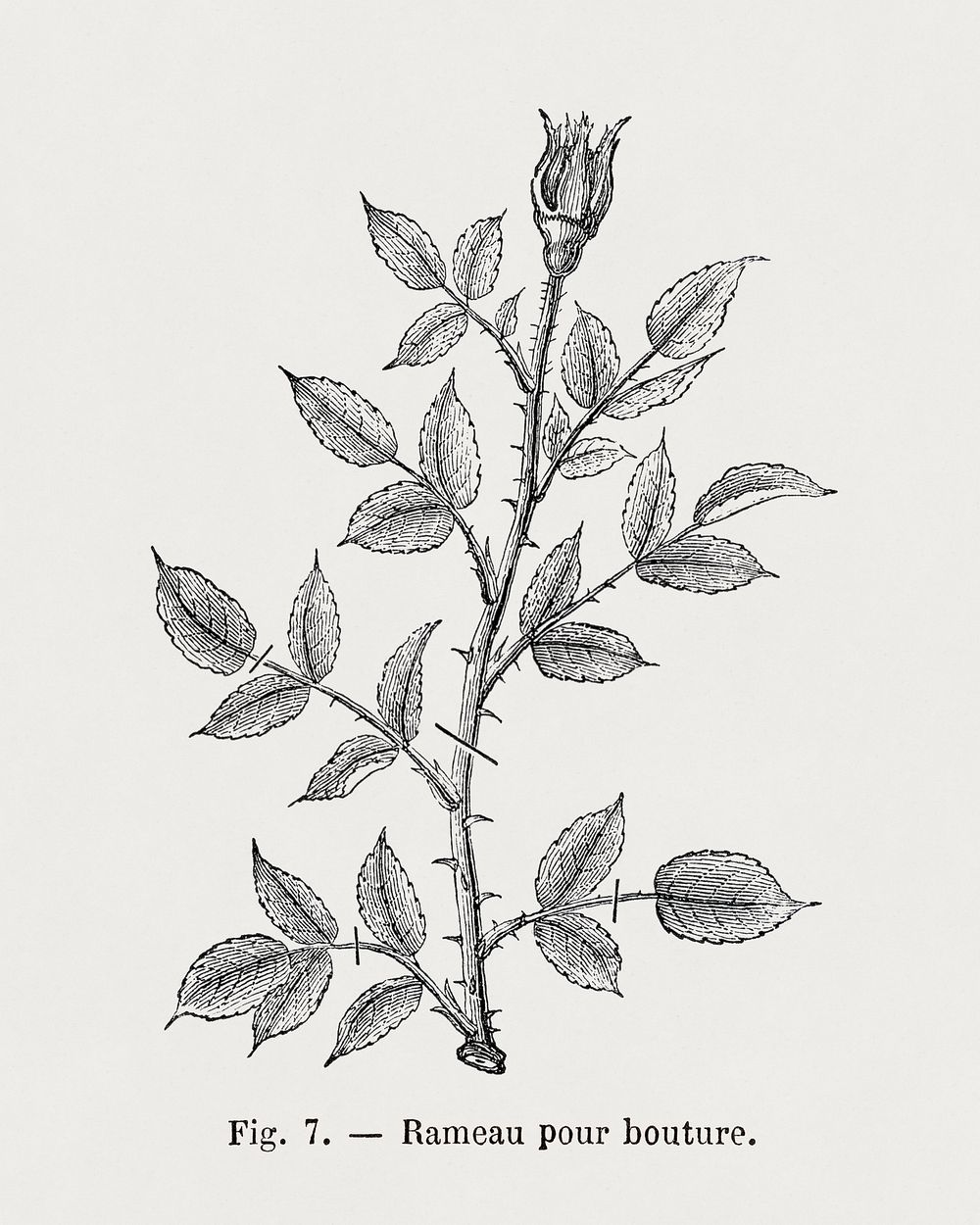 Twig for rose cutting, vintage thorned branch illustration  by François-Frédéric Grobon. Public domain image from our own…